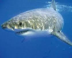 Animal Kingdom Pisces Deadly Animals White Sharks Great White Shark