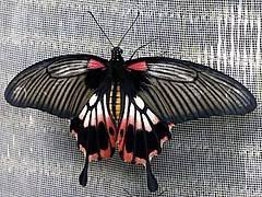 It is widely distributed and has thirteen subspecies. Papilio Memnon Wikipedia