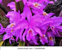 National beim führenden marktplatz für gebrauchtmaschinen kaufen. Orchid National Flower Venezuela Stock Photo Edit Now 1164843646