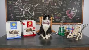 Elsey's veterinarian formulated, quality products for cats. Dr Elsey S Ultra Cat Litter The Litter Cats Love