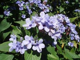 Image result for Eranthemum pulchellum