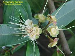 Image result for Syzygium jambos