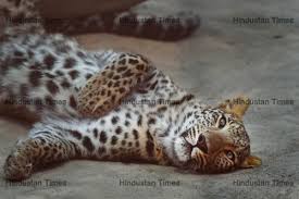 See more ideas about animals beautiful, cute animals, cool photos. Delhi Zoo Authorities Make Special Arrangements To Keep Animals Cool Htsi15550193678923