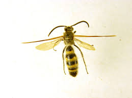 Image result for Pterygota