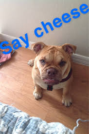 When i decided to launch my own pet grooming business, i knew i had to be qualified by a recognised authority. Boarding In Naples With Best Prices On Petbacker