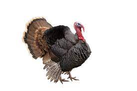 Track breaking turkey headlines & analysis on hürriyet daily news. Turkey Definition Und Bedeutung Collins Worterbuch