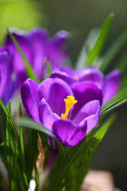 Wooden Jewelry Wooden Bangles Wood Rings Wood Bracelet Smartyleowl Purple Plants Beautiful Flowers Crocus Flower