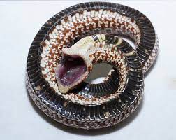 Clearly, it's an innate behavior in hognose snakes; Clayton Carlile On Twitter Western Hognose Playing Dead Hognose Westernhognose Snake