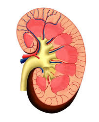Researchers Working On Printing A 3d Kidney The Tech Journal In 2020 Chronic Kidney Disease Human Kidney Kidney Failure