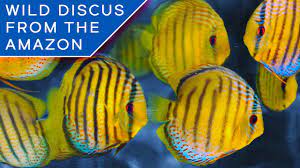 Where Do Your Aquarium Fish Come From Youtube
