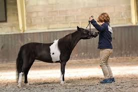 Maybe you would like to learn more about one of these? Imperial Miniature Horse Club Club For American Miniature Horses And American Shetland Ponies