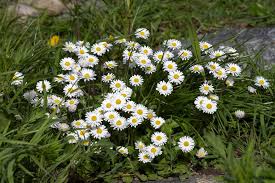 Image result for Bellis