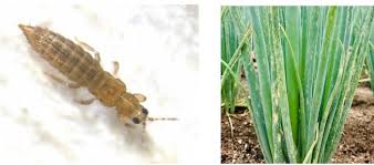 Image result for Onion Thrips