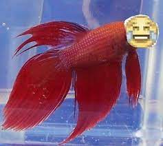 Betta fish are among the most popular freshwater tropical fish out there, and it's easy to see why. Betta Fish Memes Posts Facebook
