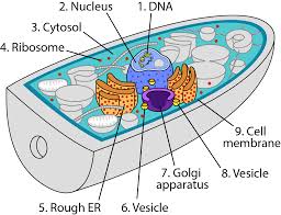 We did not find results for: Cell Anatomy Viewer Game Play Ask A Biologist