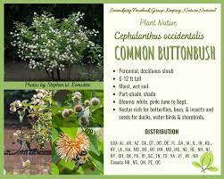 Image result for Secamone parvifolia