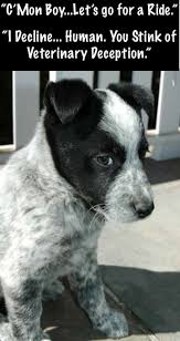 Australian Cattle Dog Australian Cattle Dog Funny Aussie Cattle Dog Heeler Puppies