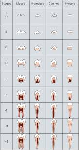 Figure 1 From Development Of Dental Charts According To