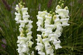 It is widely used as an ornamental plant in borders and as a cut flower. Lowenmaulchen Sterben Gartencenter Zulauf Pflanzen Kaufen