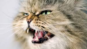 About press copyright contact us creators advertise developers terms privacy policy & safety how youtube works test new features press copyright contact us creators. Warum Greift Mich Meine Katze An Swr Wissen