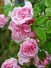 Our large range and extensive production experience provide a reliable source of rose plants both directly to fellow rose gardeners and many garden suppliers throughout the country. Kathleen Harrop Melvilles Roses