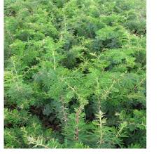 Image result for Acacia abyssinica
