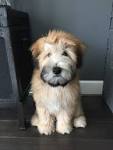 Wheaten Terrier Puppies for Sale in Virginia - DogsNow