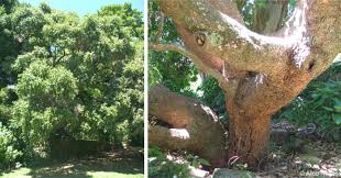 Image result for Maytenus undata