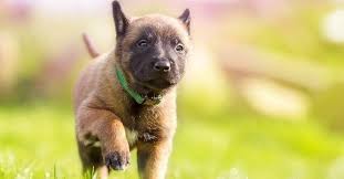 This canine has excellent retrieving skills and a great a desire to please. Irish Dog Names And Meanings