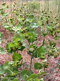 Image result for Euphorbia serratifolia