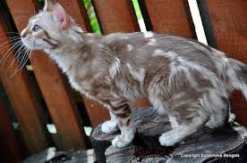 Long Haired Bengal Cashmere Information Overview Cute Cats And Kittens Beautiful Cats Pretty Cats