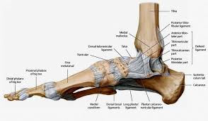 Of the spinal vertebral column from a neurosurgical point. The Ligament Configuration Of The Foot Medial View Picture Download Scientific Diagram