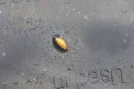 Compost bins are an easy option for collecting organic waste in your home to later turn into compost. How To Get Rid Of Flies In A Composting Bin A Guide