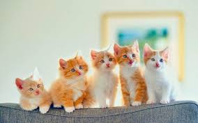 The bouncy, orange tiger in winnie the pooh movies and books might describe your lovely cat. Top Famous Cat Names 30 Cats Names Cats Venture
