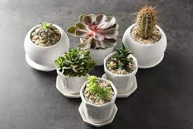How long can a cactus go without water? Low Light Succulents That You Can Grow Indoors Trees Com