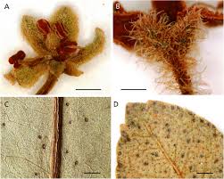 Image result for Embelia ruminata