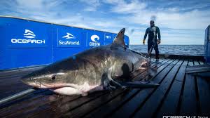 View original great white shark image view great white shark article. A 2 000 Pound Great White Shark Has Been Spotted Near Miami Cnn