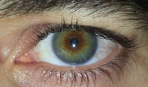 Eye Color Wikipedia