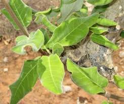 Image result for Fockea multiflora