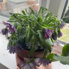 Image result for Osteospermum muricatum