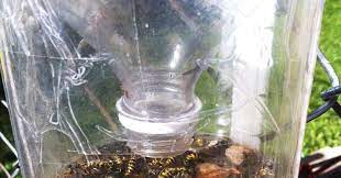 Homemade Wasp Trap Homemade Wasp Trap Wasp Traps Wasp