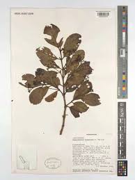 Image result for Cassinopsis