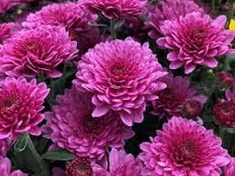 Each bloom is made of hundreds of tiny flowers called florets. Chrysanthemum Growing And Care Tips For Mums Garden Design