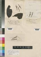 Image result for Englerina