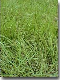 Pensacola Bahia Grass Seed Coated 5 Lbs In 2021 Bahia Grass Grass Seed Shade Grass