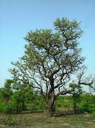 Image result for Pteleopsis