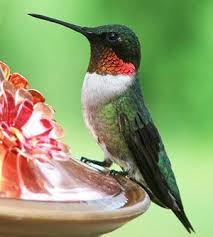 Birds That Start With Red Start A Hummingbird Garden Hummingbird Hummingbird Garden Beautiful Birds