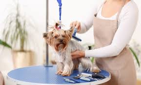 This app is designed to provide extended care for the patients and clients of my pets vet clinic in kirkland, washington. Pet Lounge Veterinary Clinic Up To 55 Off Dubai Groupon