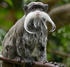 We did not find results for: Emperor Tamarin Facts Habitat Lifespan Predators Pictures