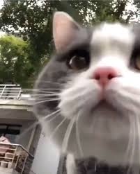 Weird Cats But Ok On Instagram Big Billy Is Back I Need His Tho Funny Animals Cute Animals Cute Cats